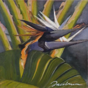 Birds of Paradise
