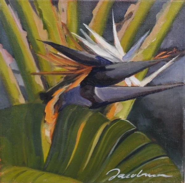 Birds of Paradise