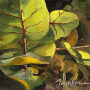 Sea Grapes in the Morning 2